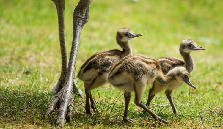 V ostravské zoo se vylíhlo šest mláďat nandu pampového. Stará se o ně otec