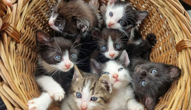 Během, jízdou i chůzí lidé z celé republiky pomůžou stovkám koček v nouzi 