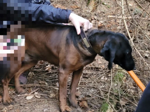 Zvídavá fena uvízla v jezevčí noře, hasiči se k ní prokopali a za nohy vytáhli ven