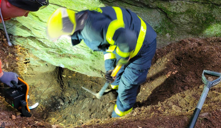 Zvídavá fena uvízla v jezevčí noře, hasiči se k ní prokopali a za nohy vytáhli ven