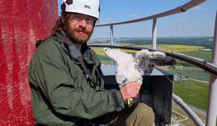 Tři mláďata ohroženého sokola se vylíhla na komíně elektrárny v Dukovanech