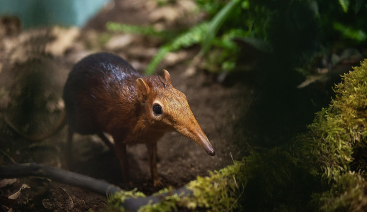 Jako myška s chobůtkem, plzeňská zoo vůbec poprvé chová bércouna Petersova