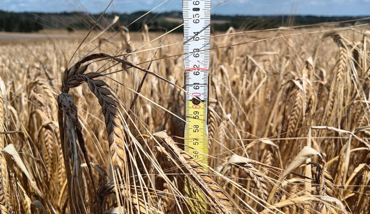 Největší český pivovar s vědci zkoumá možnosti pěstování sladovnického ječmene