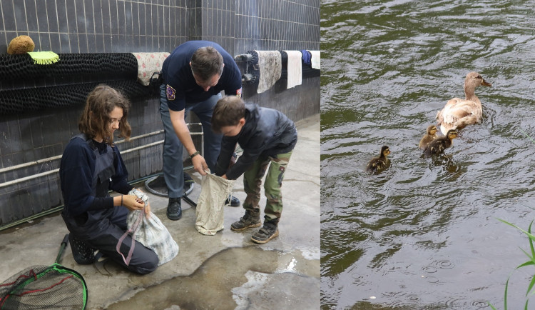 Ke krajskému soudu opět nakráčela kachna s mláďaty. Zadržela je vězeňská služba