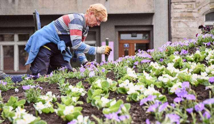 Hradec Králové zaplaví desítky tisíc letniček, květy budou součástí oslav