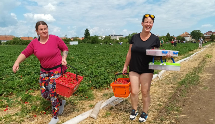 FOTOGALERIE: Červené šílenství. Na plantážích u Prostějova a Olomouce začal samosběr jahod