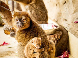 Ostravská zoo se raduje z prvních mláďat vzácných lemurů širokonosých