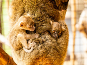 Ostravská zoo se raduje z prvních mláďat vzácných lemurů širokonosých