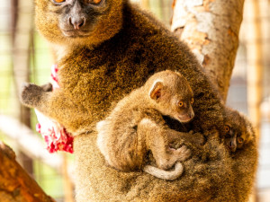 Ostravská zoo se raduje z prvních mláďat vzácných lemurů širokonosých