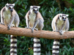 Za lemury nemusíte až na Madagaskar. Zajděte zítra do ostravské zoo na přednášku