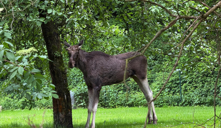 V Ludgeřovicích se zatoulal los. Policie plánuje jeho uspání a převoz