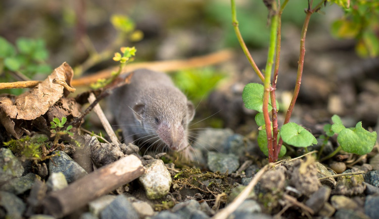 Smrtící virus zabil muže v Bavorsku, nemoc přenáší rejsci žijící také v Česku