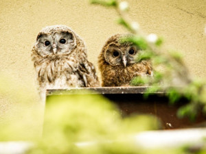 V Zoo Ostrava se narodilo sedm mláďat puštíků bělavých, někteří budou v přírodě