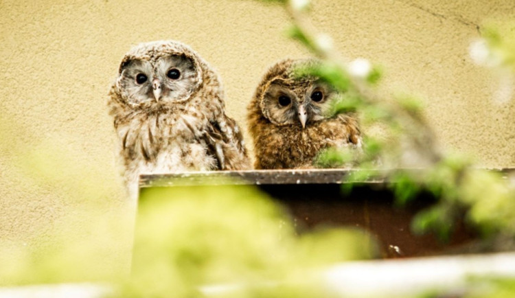 V Zoo Ostrava se narodilo sedm mláďat puštíků bělavých, někteří budou v přírodě. Foto: Se svolením Zoo Ostrava