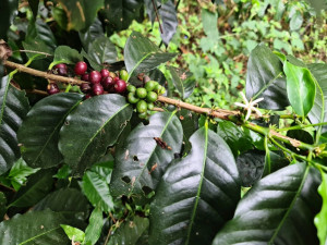 Kofola kupuje kávové plantáže v panamském Boquete, těší se na nové výzvy