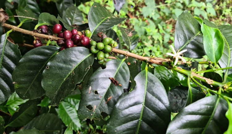Kofola kupuje kávové plantáže v panamském Boquete, těší se na nové výzvy. Foto: Se svolením Kofoly