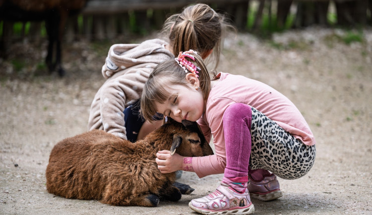 Dětská zoo v Safari Parku ve Dvoře Králové nad Labem opět otevřena