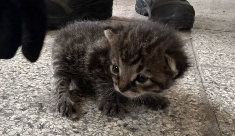 Čtyři kočičí sourozenci skončili v Olomouci u kontejneru. O jedno kotě se postarali strážníci