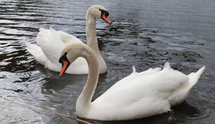 Zmizení 150 labutí z centra Prahy spustilo lavinu bizarních konspiračních teorií