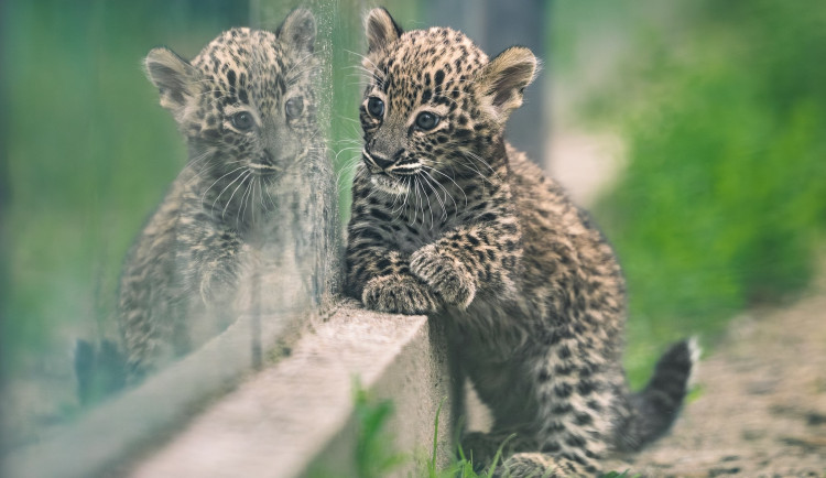 Mláďata levharta perského už se prohání před návštěvníky Safari Parku
