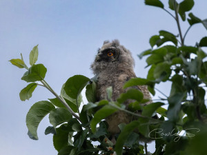 Fotografka zachycuje tajemný život sov v lesích i mezi paneláky