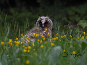 Fotografka zachycuje tajemný život sov v lesích i mezi paneláky