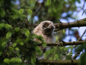 Fotografka zachycuje tajemný život sov v lesích i mezi paneláky