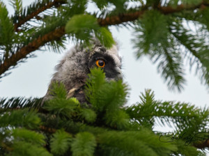 Fotografka zachycuje tajemný život sov v lesích i mezi paneláky