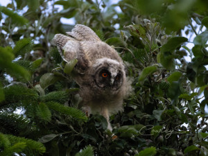 Fotografka zachycuje tajemný život sov v lesích i mezi paneláky