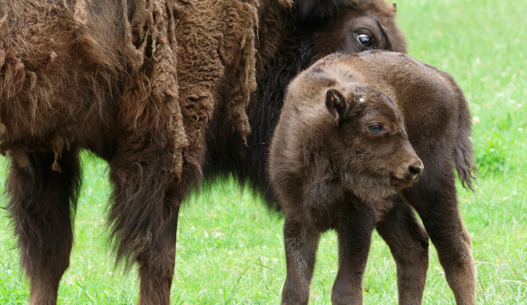 V plzeňské zoo přišel na svět sameček zubra evropského, jde už o 17. zubří mládě