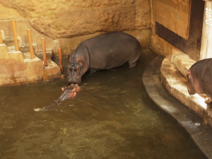 VIDEO: Ostravská zoo spojila hrochy, nový samec se hned pokusil o páření