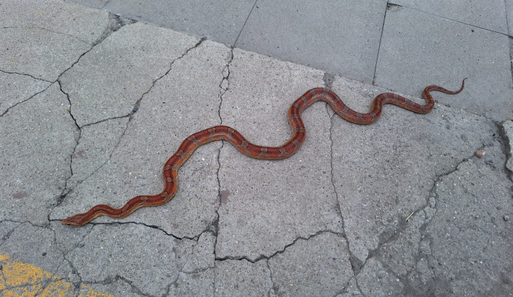 Hasiči v Litovli odchytli nádhernou užovku červenou a hledají chovatele, kterému utekla