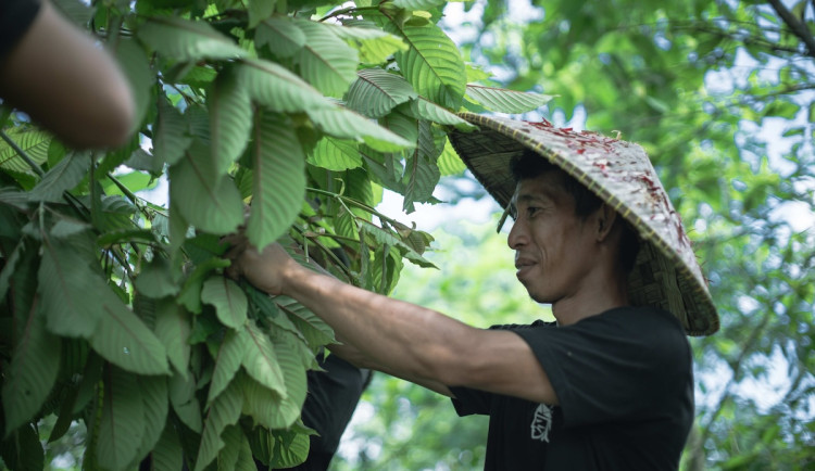 Regulovaný prodej kratomu v Česku na obzoru: Co přinese nová legislativa a jak ovlivní trh?