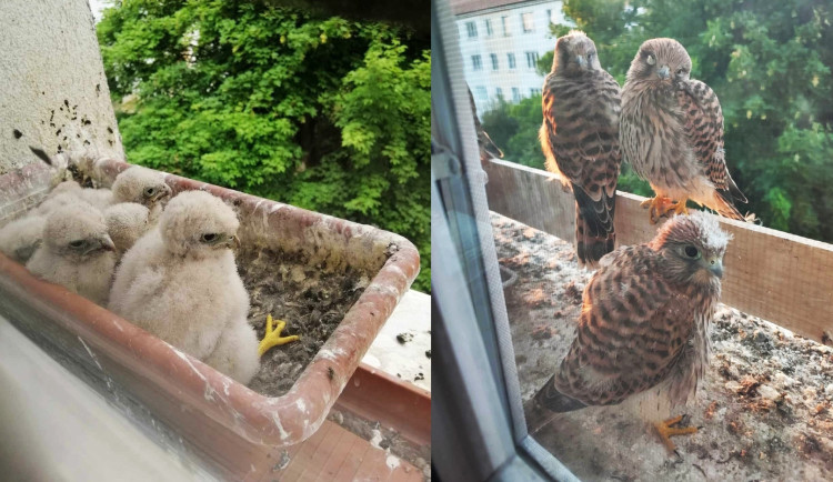 Poštolky úspěšně vyvádějí mladé za okny bytů. Známe další dojemné příběhy z Česka