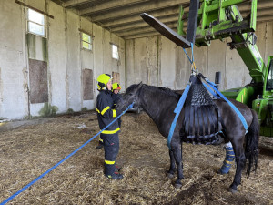 Tři jednotky hasičů zachraňovaly koně na Opavsku, který sám nedokázal vstát
