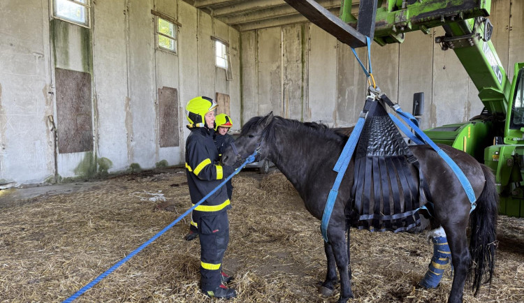 Tři jednotky hasičů zachraňovali koně na Opavsku, který sám nedokázal vstát