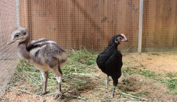 Poprvé se v plzeňské zoo vylíhlo mládě nandu Darwinova, společnost mu dělá české kuře