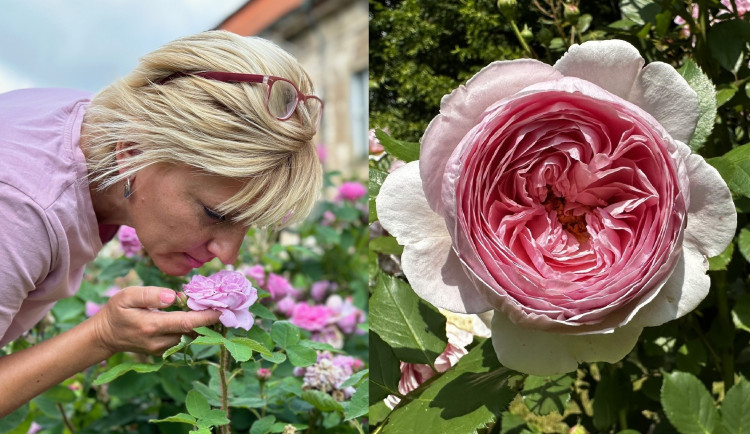 Právě rozkvétá 140 druhů omamně vonících růží v zahradě zámku Nebílovy