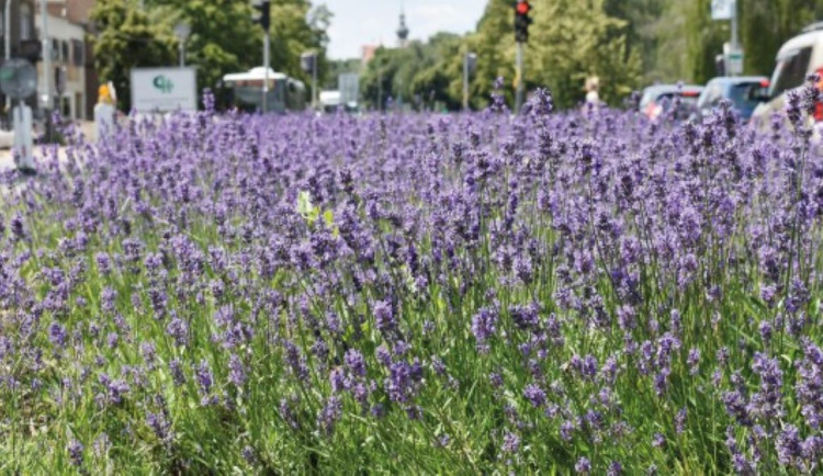V Prostějově někdo opakovaně krade trvalky ze záhonů. Strážníci prověří kamerové záznamy