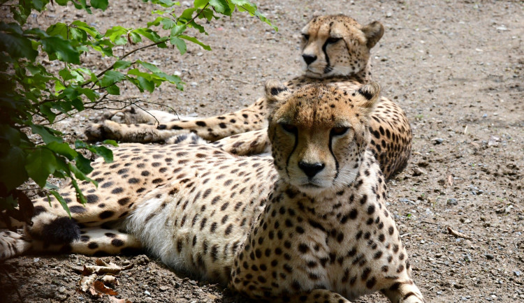 Samec geparda se už v olomoucké zoo těší na dvě samice. Přicestovaly z Polska