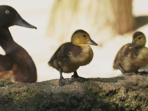 VIDEO: V ostravské zoo se rozmnožili kriticky ohrožení poláci východní