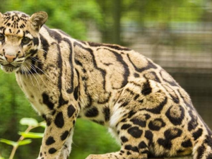 Ostravská zoo ukončila chov vzácných pardálů obláčkových. Samici musela utratit