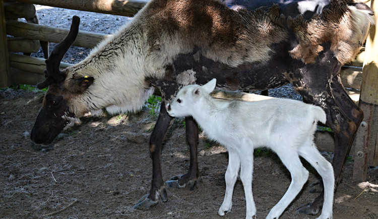 Stádo sobů polárních se rozrostlo o šest mláďat. Chov v Zoo Olomouc patří mezi evropskou špičku
