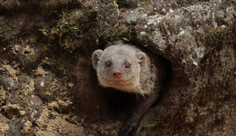 Jihlavská zoo měla v prvním pololetí lepší návštěvnost než loni, vrací se mangusty