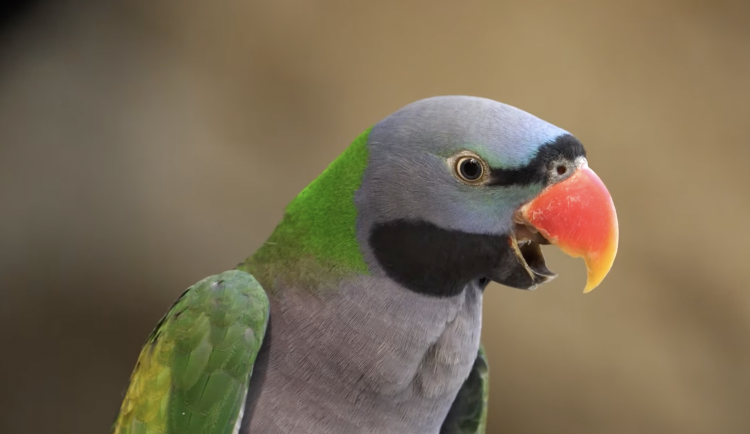 V zoo Ostrava se letos vylíhlo již deset mláďat alexandrů čínských