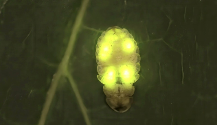 Hmyzem roku jsou světlušky. Některé druhy dokážou zabít i malou žábu