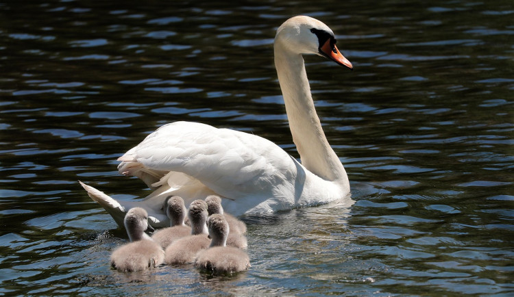 Proč hynou labutě? Vysoká úmrtnost je běžná, někdy za ni ale může člověk