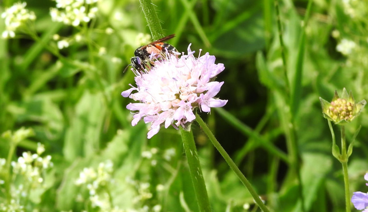 Mozaikové sečení má smysl. Do Budějc se vrací samotářské včely