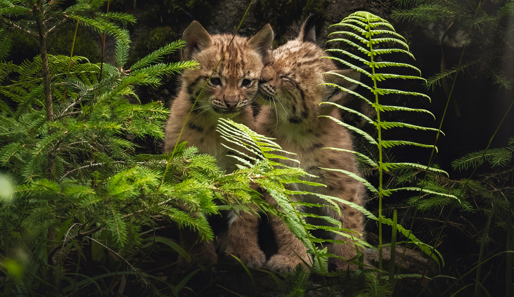 Tři mláďata rysa jsou hvězdami bavorského zvířecího výběhu nedaleko od Železné Rudy