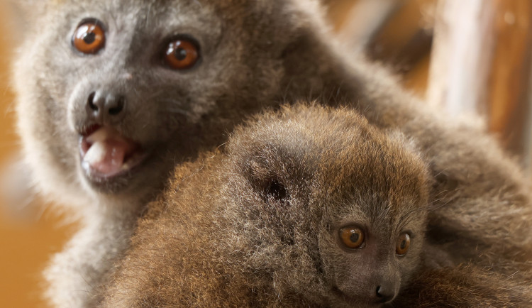 Zoo Plzeň je největším chovatelem ohrožených lemurů na světě, teď má nové mládě